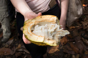 An opened cacao pod reveals the white fleshy fruit that surrounds cacao beans.