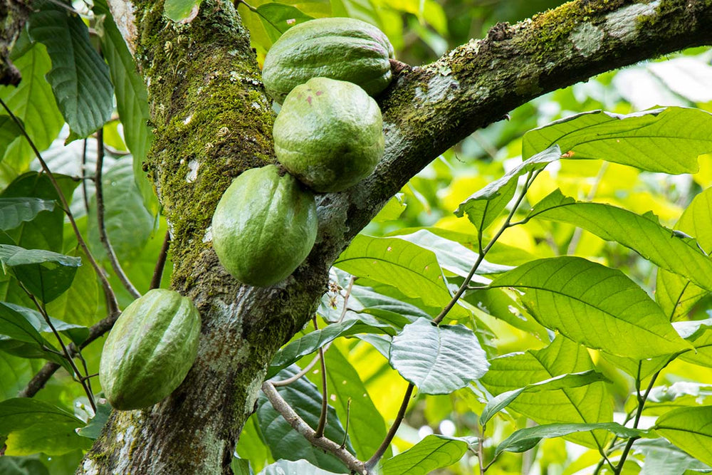 Cacao pods growing on a tree.