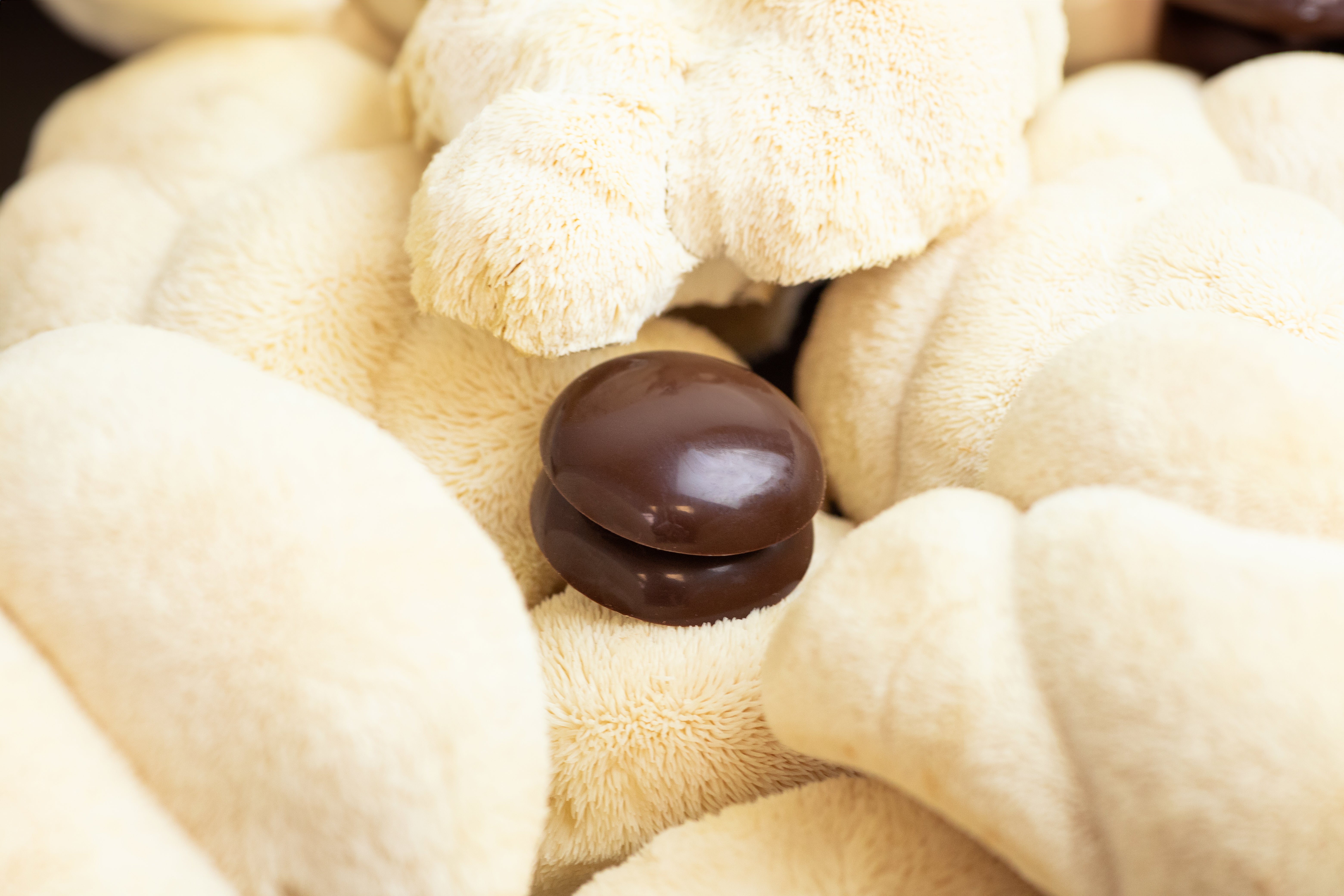 Image of Mycology Meets Fine Chocolate: How MYCAO Started