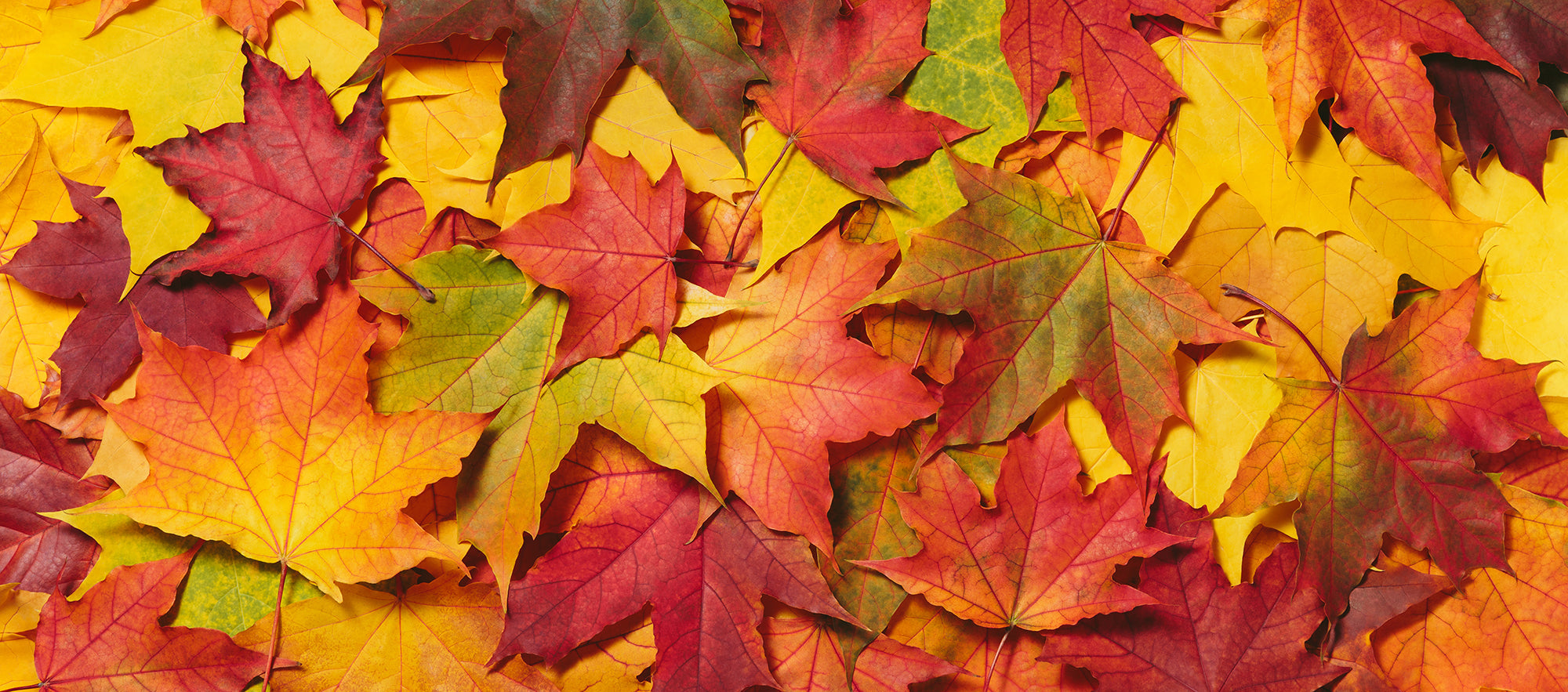 Image of Autumn