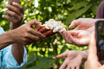 The hand of a cacao farmer hands an open cacao pod to Jacqueline.