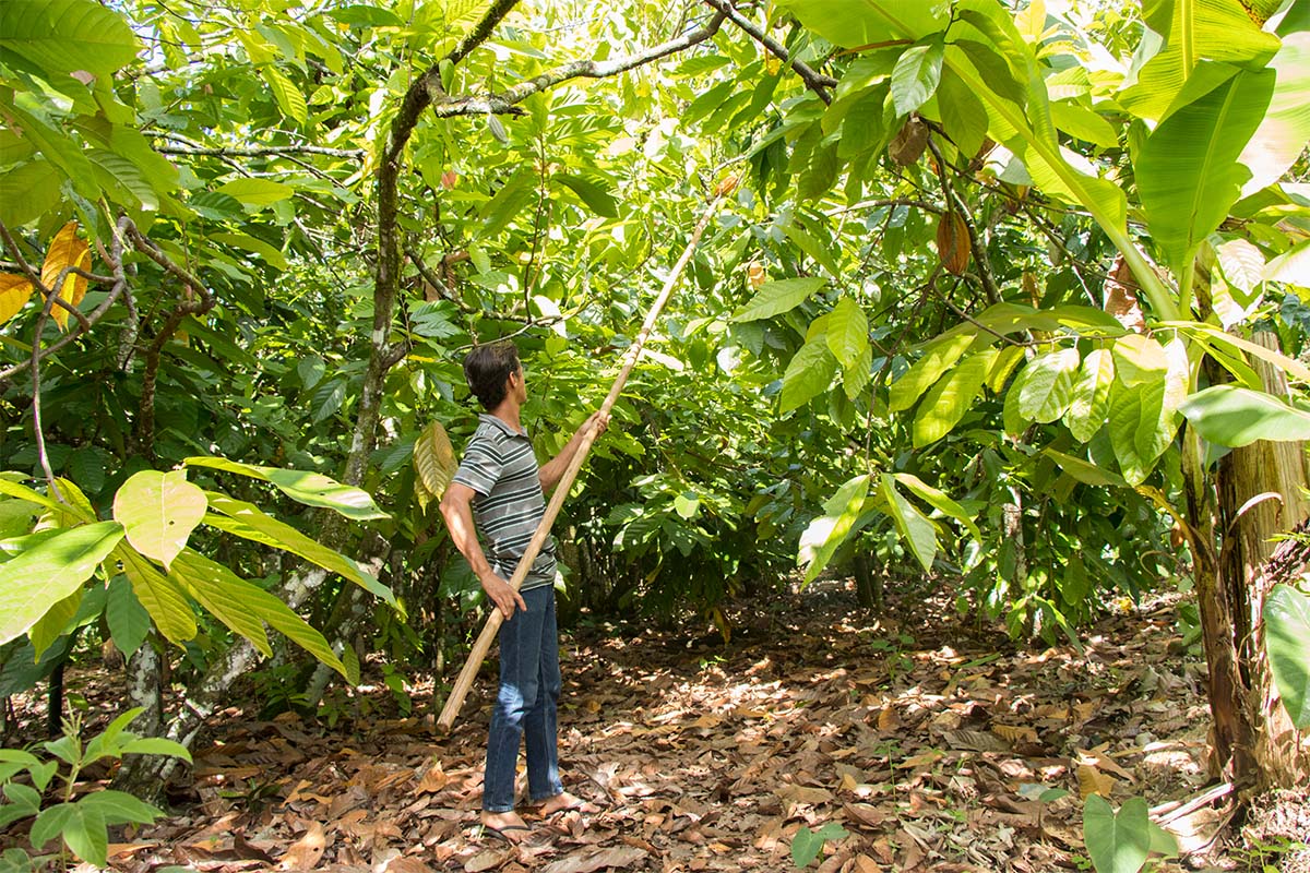 A farmer knocks cacao pods off a tree.